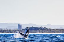Swim with Whales Gold Coast