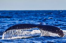 Swim with Whales Gold Coast