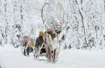 Winter Highlights by Minivan in Levi