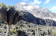 Day Trip to Kilimanjaro National Park