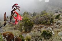 Day Trip to Kilimanjaro National Park
