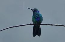 Hummingbirds of the Sacred Valley - Cusco