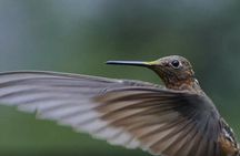 Hummingbirds of the Sacred Valley - Cusco