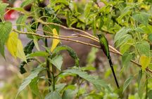 Hummingbirds of the Sacred Valley - Cusco