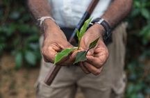Nandana Tea Walking Tour in Sri Lanka