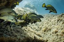 Package of 4 single dives to the Capo Carbonara Marine Protected Area