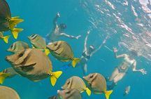 Private Guided Snorkeling in Cabo San Lucas