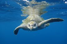 Private Guided Snorkeling in Cabo San Lucas