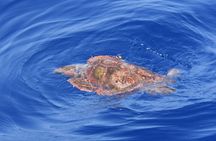 Los Gigantes Clifs Small-Group Sail Tour with Lunch