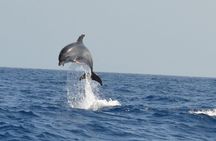 Los Gigantes Clifs Small-Group Sail Tour with Lunch