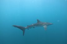 Private Dive Boat for Certified Divers - Cabo San Lucas