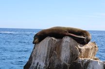 Shared Tour to the Arch of Cabo San Lucas