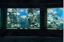 Guided Tour of Coral World Ocean Park & Happy Hour