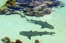Guided Tour of Coral World Ocean Park & Happy Hour