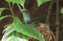 Shared 5 Hours Monteverde Bird Watching