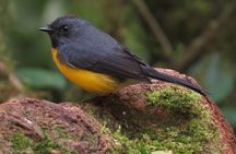 Shared 5 Hours Monteverde Bird Watching