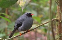 Shared 5 Hours Monteverde Bird Watching