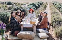 Picnic among lavender