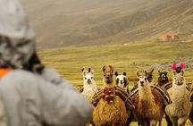 2-Day Private Trek Camping in Rainbow Mountain Llamachimpana