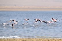 Full-Day Bird Watching Private Experience at Fayoum