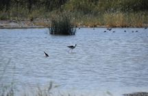 Full-Day Bird Watching Private Experience at Fayoum