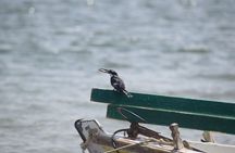 Full-Day Bird Watching Private Experience at Fayoum