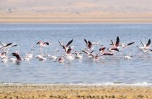 Full-Day Bird Watching Private Experience at Fayoum