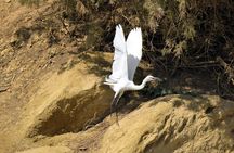 Full-Day Bird Watching Private Experience at Fayoum