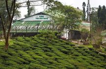 Darjeeling Himalayan Tea Tour