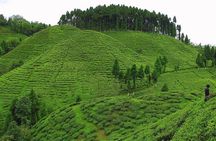 Darjeeling Himalayan Heritage Tea Tour