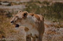 6 Days Budget Tanzania Camping 