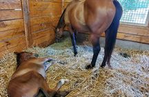 Unique Horse Farm Tours with Insider Access to Private Farms