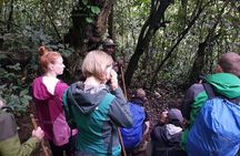 2 Days Chimpanzee trekking & Canopy Walk in Nyungwe National Park 