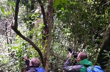 2 Days Chimpanzee trekking & Canopy Walk in Nyungwe National Park 
