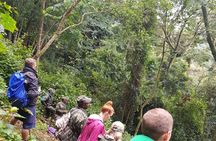 2 Days Chimpanzee trekking & Canopy Walk in Nyungwe National Park 