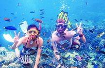 Excursion to White Island and Ras Mohamed from Sharm El Sheikh