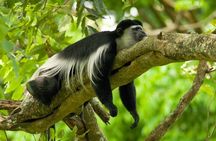 Private Mount Kilimanjaro Day Hike: Shira Plateau or Marangu