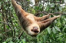Rio Celeste Waterfalls Volcano and Sloths 
