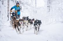 Small Group Wilderness Husky Sledding 2h from Tromsø (car needed)