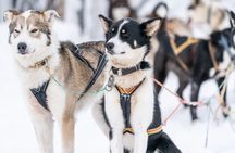 Small Group Wilderness Husky Sledding 2h from Tromsø (car needed)