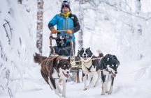 Small Group Wilderness Husky Sledding 2h from Tromsø (car needed)