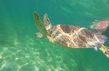 VIP Cenotes & Turtles Private Tour