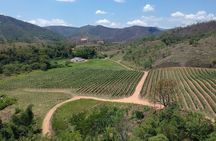 Full-Day Winery Tour from Rio