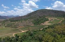 Full-Day Winery Tour from Rio
