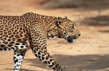 Yala National Park Wildlife Safari/ Game Drive - by Ajith Safari