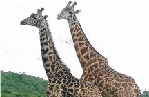 Joining Safari from Mwanza