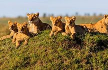 Joining Safari from Mwanza