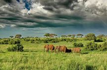 Joining Safari from Mwanza