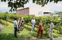 Tour and Tasting of Organic Wines in Lazise