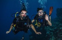 Small-Group Shark and Turtle Dive for Certified Divers